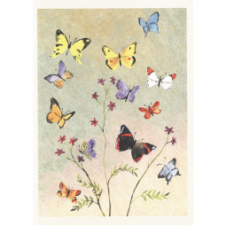 DUBBELKORT BUTTERFLIES
